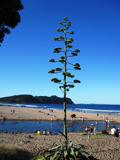 Hot Water Beach