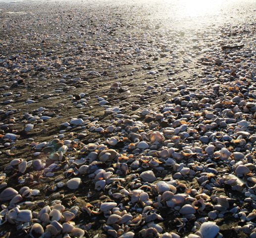 Muschelparadies