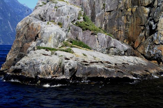 faule Fur Seals