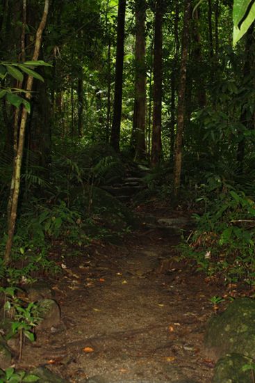 Der Pfad durch den Regenwald am Mossman Gorge