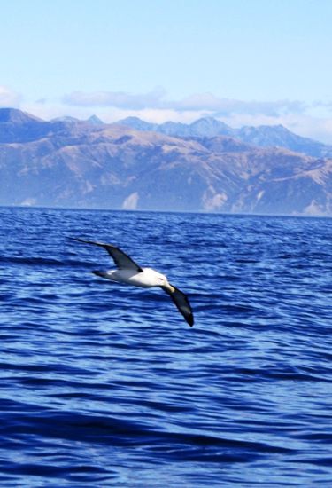 Royal Albatross - die Größe kommt leider nicht rüber, es ist aber ein sehr deutlicher Unterschied zu einer Möwe!!!