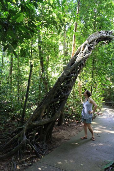 Marrdja Boardwalk