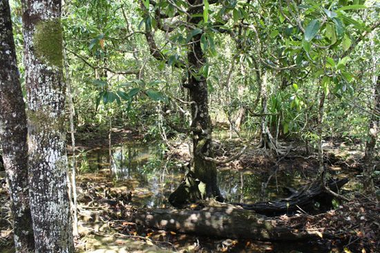 Marrdja - im Mangrovenwald