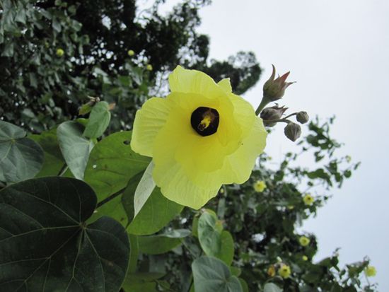 einheimische Flora