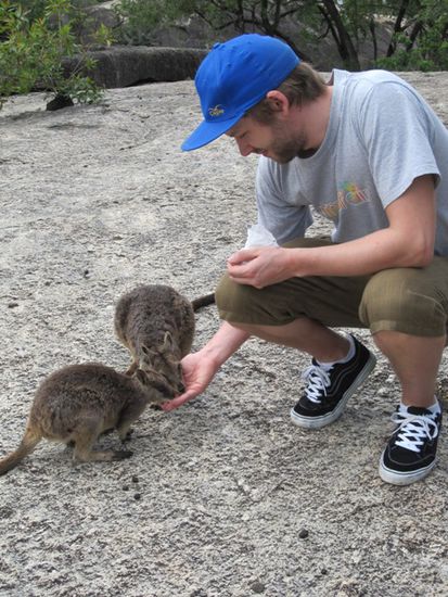 das sind die kleinen Wallabies am Granite Gorge