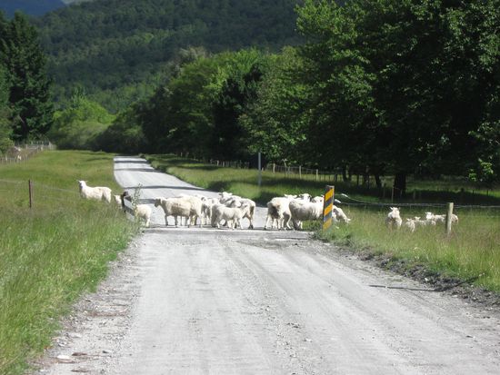 Schafe auf dem "Highway"