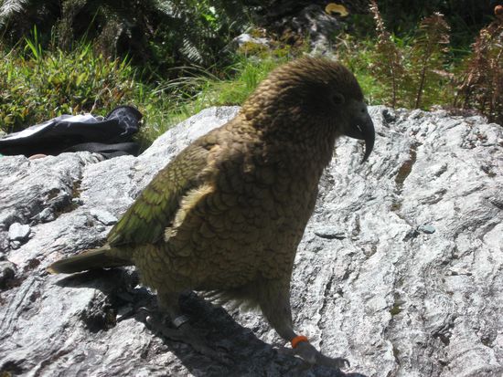 Ein Kea am Aussichtspunkt