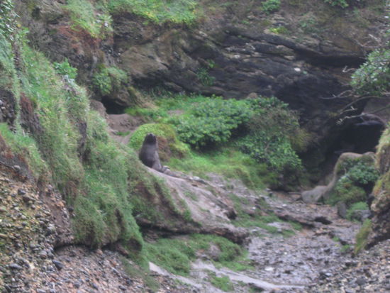 Robbe am Wanganui Beach