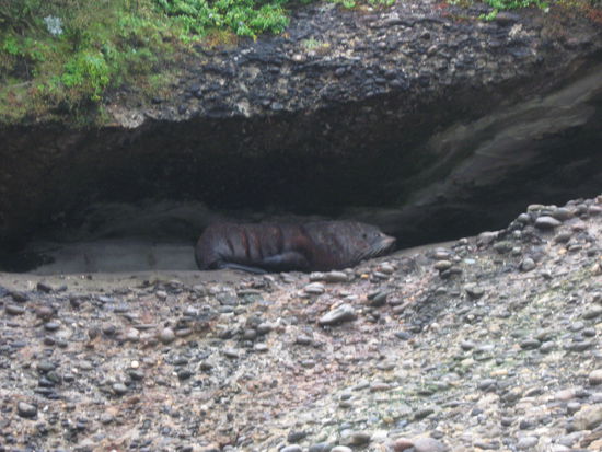 Robbe am Wanganui Beach