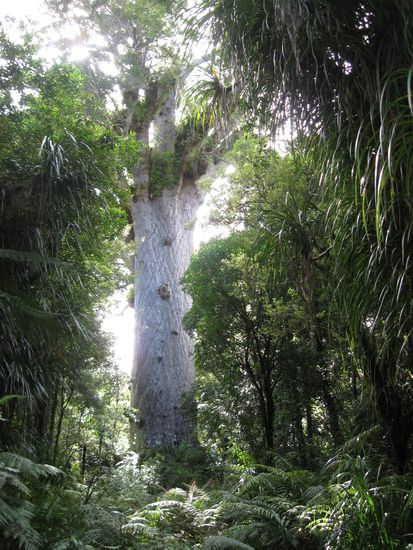 Kauri-Baum