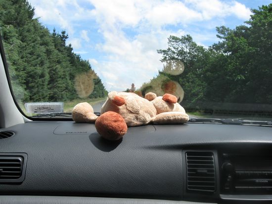 Mein Plüschhund Hombre war immer vorne mit dabei