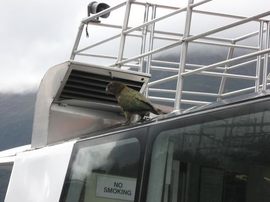 Der erste Kea in freier Wildbahn