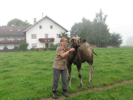 Ich und ein Kamel