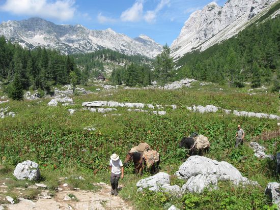 Bepackte Pferde an der ersten Hütte