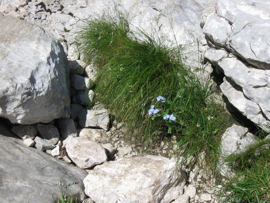 Vergißmeinicht mitten im Hochgebirge