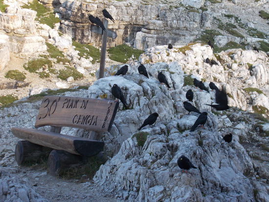 Vögel warten vorm Küchenfenster auf Fressen