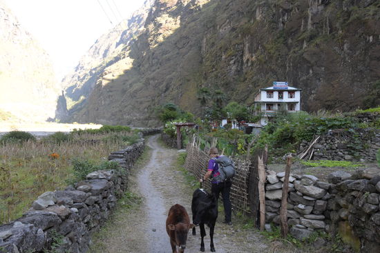 Die Kühe waren sehr klein 