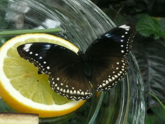 Futterstation für Schmetterlinge auf der Blumeninsel