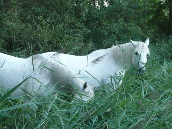 Pferde ohne Weide und Reiter