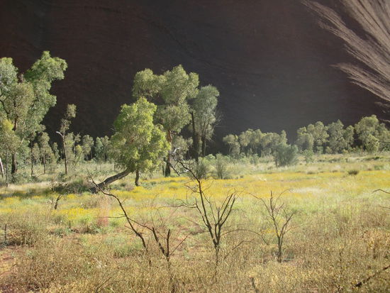 die Wueste blueht, weil so ungewoehnlich viel Regen faellt