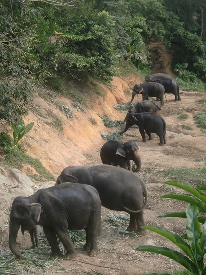 pause nach dem elefantentrecking