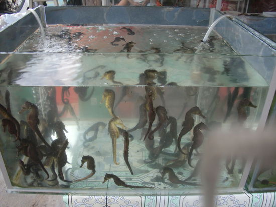 Auch die Seepferdchen werden gegessen