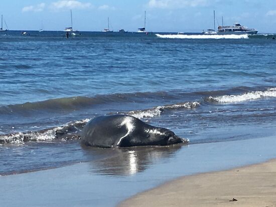 Am Strand von Lahaina.