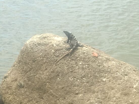 Echsen flitzen überall rum