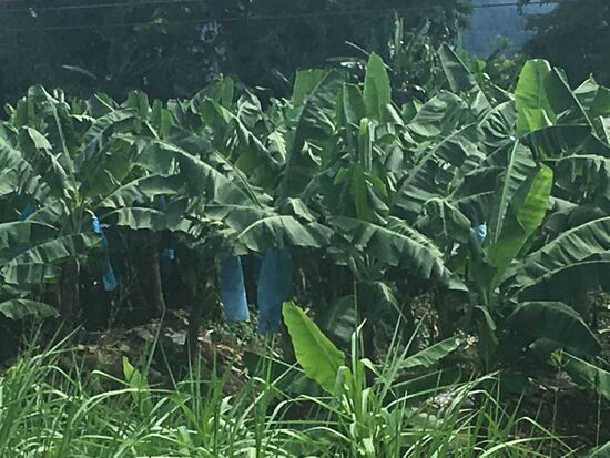 Bananenstauden werden eingepackt damit die Insekten sie nicht fressen