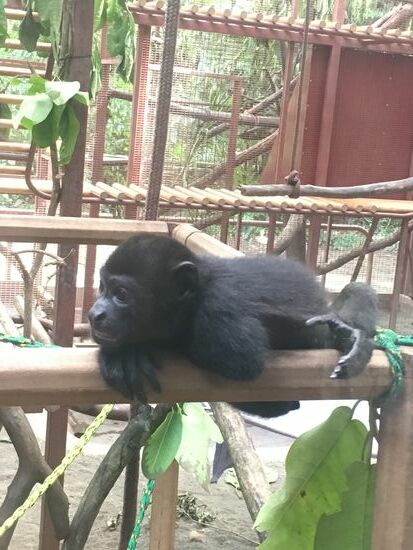 Äffchen im Jaguar rescue Center