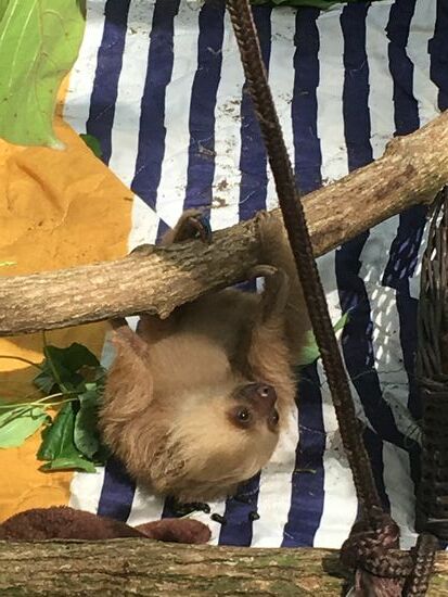 Ein gerettetes Faultierbaby