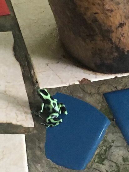 Pfeilgiftfrosch auf meiner Terrasse