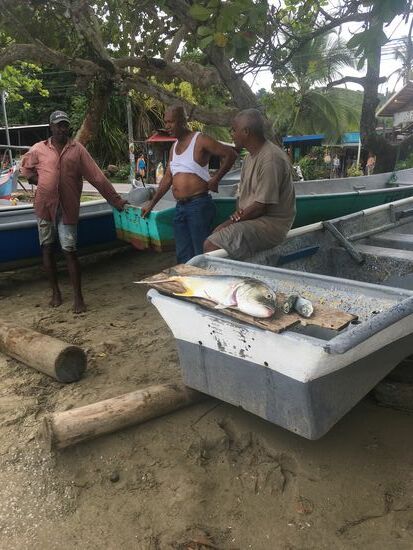 Fangfrisch zu kaufen
