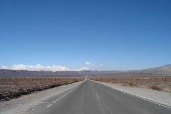 On the Road. Rechts und links nichts als Kakteen weit und breit.