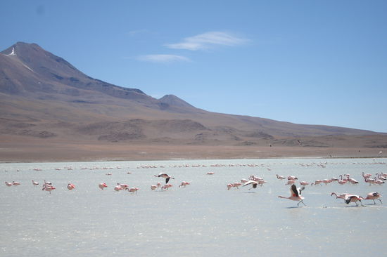 Hunderte von Flamingos leben bis zum Winter in den vielen Lagunen im bolivianischen Hochland