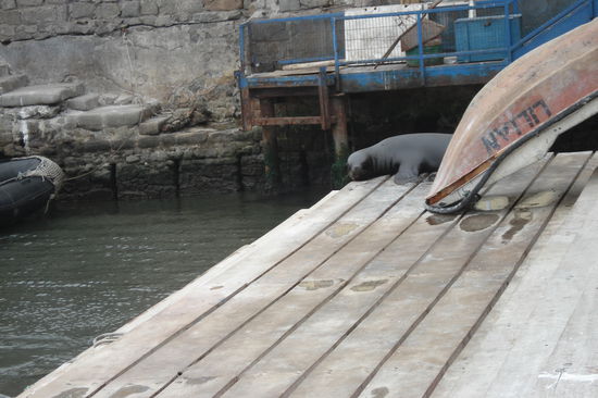Ein Seeloewe am Hafen von Iquique