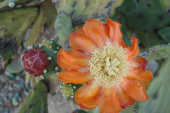 Catamarca: Kaktusbluete