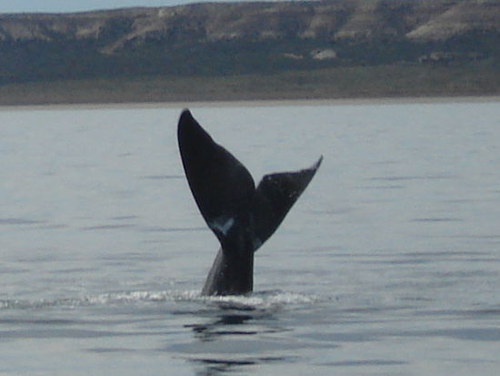 Walflosse eines Glattwals auf unserer Walbeobachtungstour.