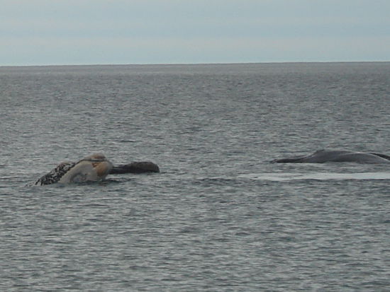Rechts ein Albinowalbaby, was wohl ziemlich selten ist.