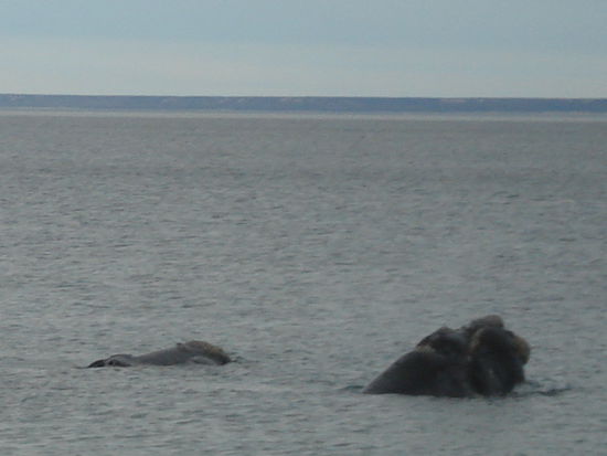 Glattwalmama mit Glattwalbaby