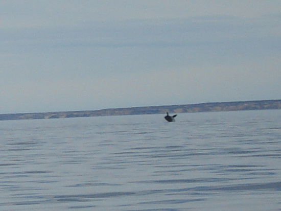 springender Glattwal