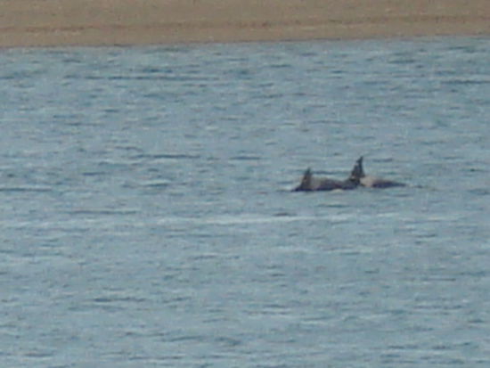 Zwei von vier gesehenen Orcas.