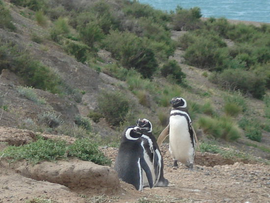 Obwohl auf der Halbinsel Valdez nicht ganz so viele Pinguine zu sehen waren, wie in Punta Tombo, fand ich die dort viel netter zum angucken. Die Pinguine sind all herum gewatschelt und auch sonst war die Umgebung einfach viel netter als in Punta Tombo.