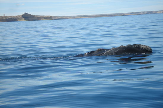Nur 100 Meter von der Kueste enfernt kann man ebenfalls Wale beochten. Diese schwimmen einfach an einem vorbei. 