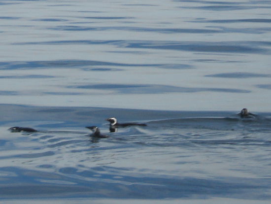 Plantschende Pinguine auf unsere Walbeochbachtungstour...