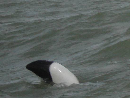 Ein Commerson Delfin