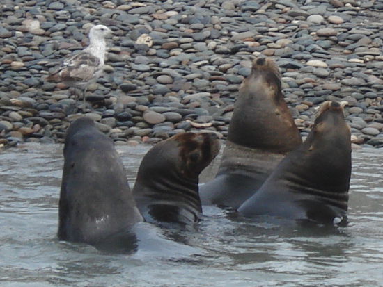 Seehunde auf unsere Delfinbeochbachtungstour