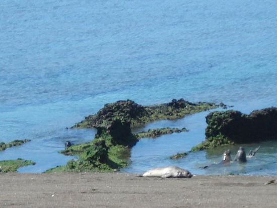 Seehunde und Seeelefanten auf der Halbinsel Valdez