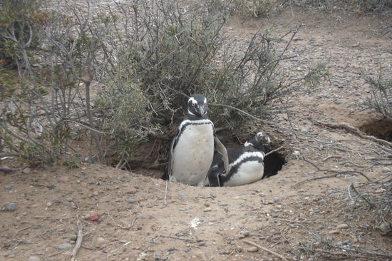 Punta Tomo: groesste Pinguinkolonie in Suedamerika. Leider ist waehrend der Brutzeit nicht viel los dort. Die Pinguine sitzen alle in ihren Hoehlen und brueten was das Zeug haelt.