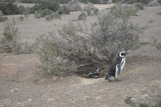 Schichtwechsel! Einer der beiden muss Fische fangen, der andere brueten...